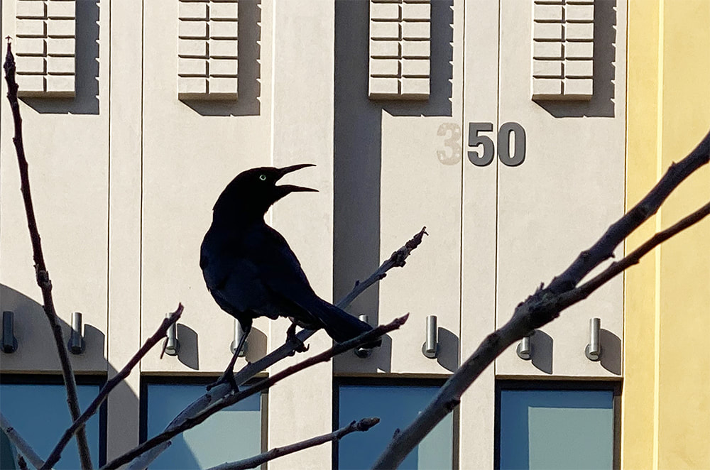 blackbird in silhouette