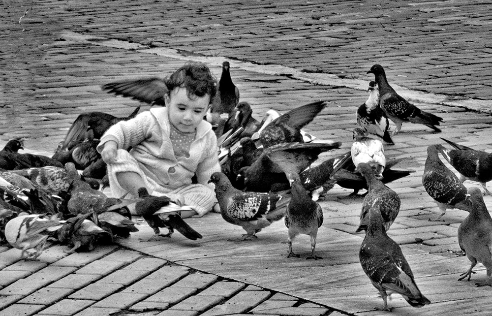 toddler playing with pigeons.  cuba. black and white